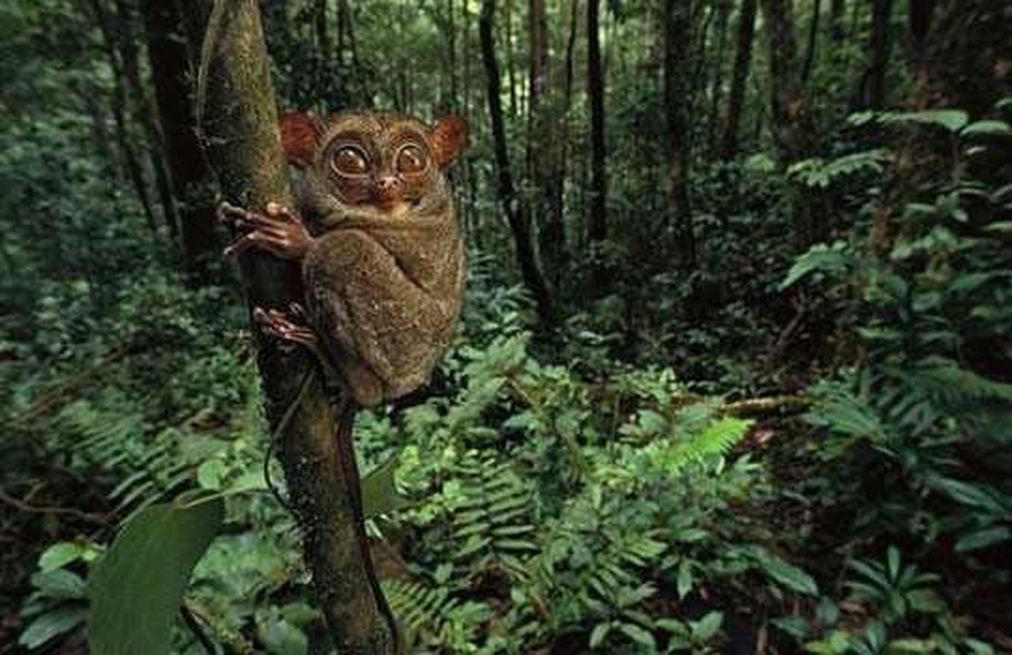 Khỉ lùn Tarsier: Tarsier, một loài khỉ ở Đông Nam Á, sở hữu đôi mắt rất to. Mỗi nhãn cầu mắt của loài  động vật quái dị này có đường kính xấp xỉ 16 mm, tương đương với kích thước cả bộ não.